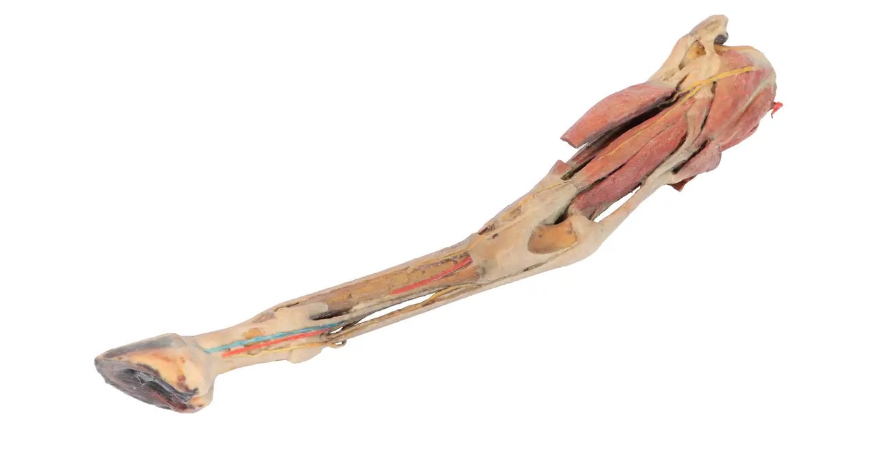 Muscles, Tendons, Ligaments, Vessels, and Nerves Distal to the Stifle - Horse Hindlimb 3D Printed 1/3 Size Model - side view 3