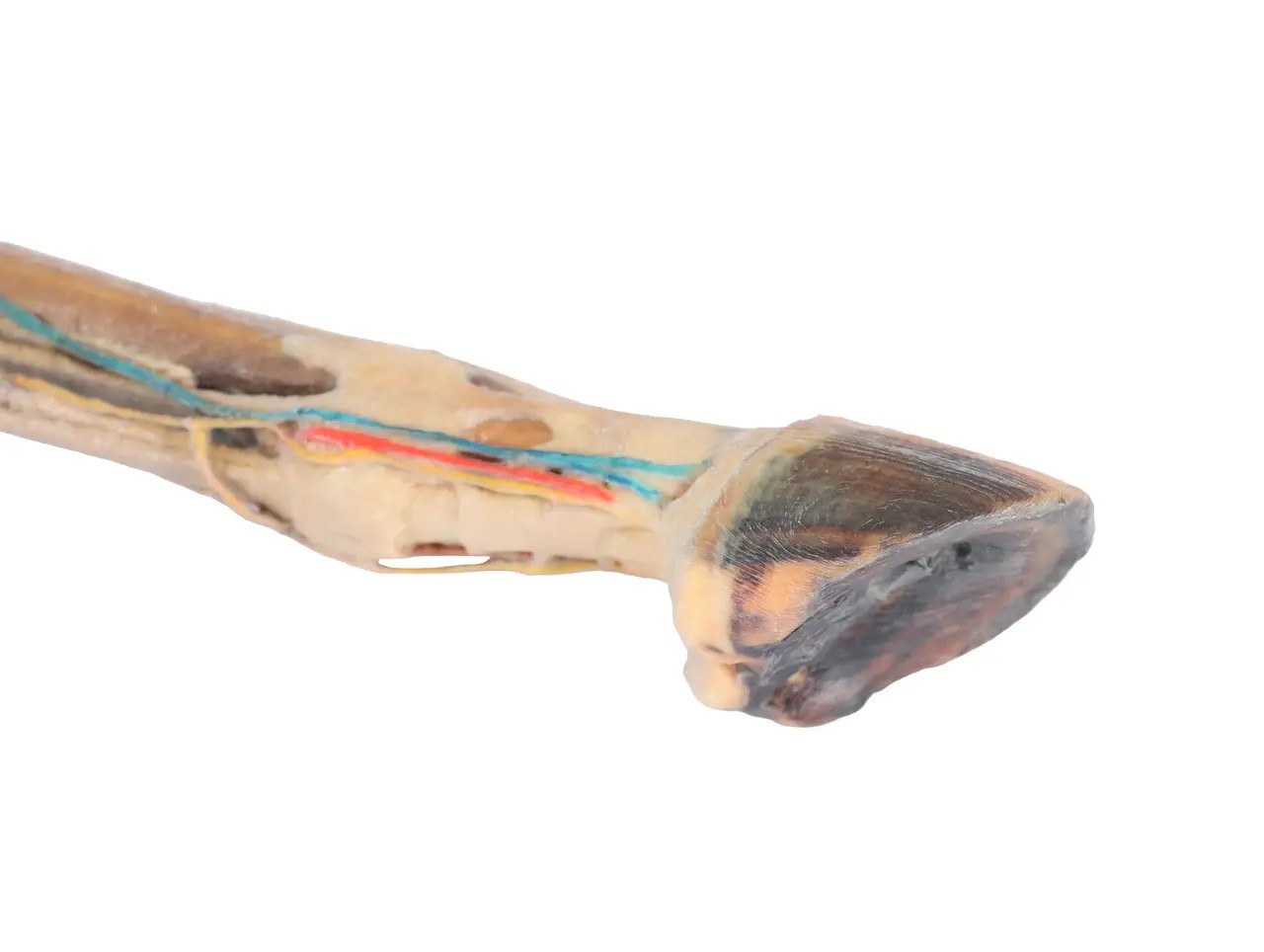 Muscles, Tendons, Ligaments, Vessels, and Nerves Distal to the Stifle - Horse Hindlimb 3D Printed 1/3 Size Model - view of foot