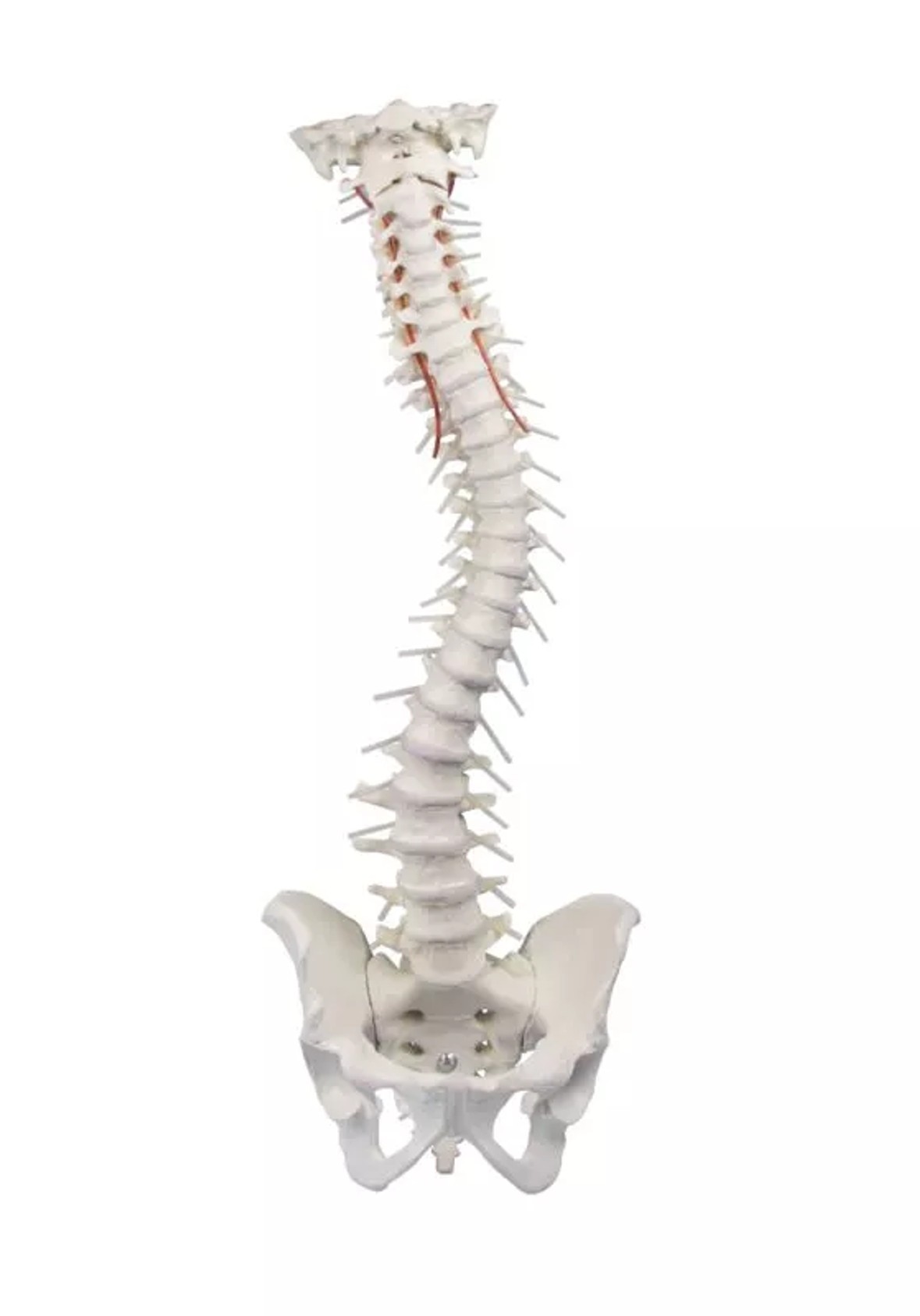 Vertebral Column with Pelvis Anatomy Model