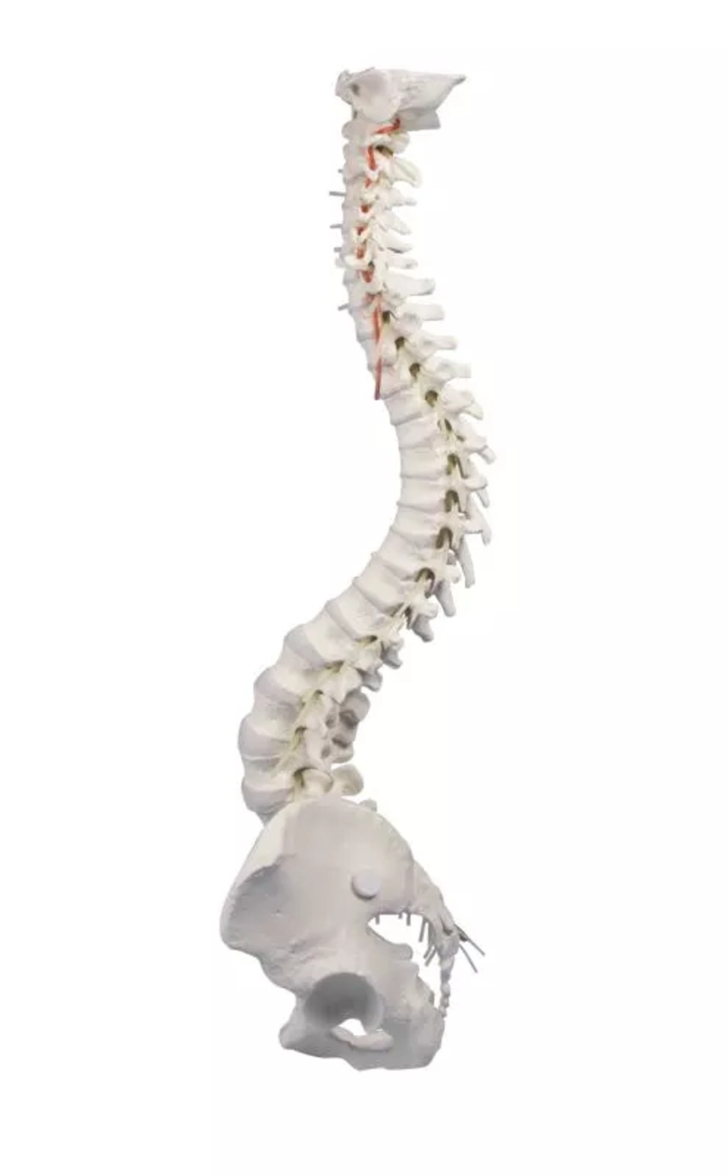 Vertebral Column with Pelvis Anatomy Model