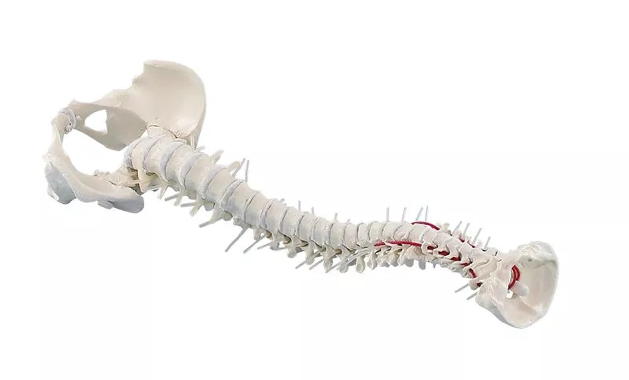 Vertebral Column with Pelvis Anatomy Model