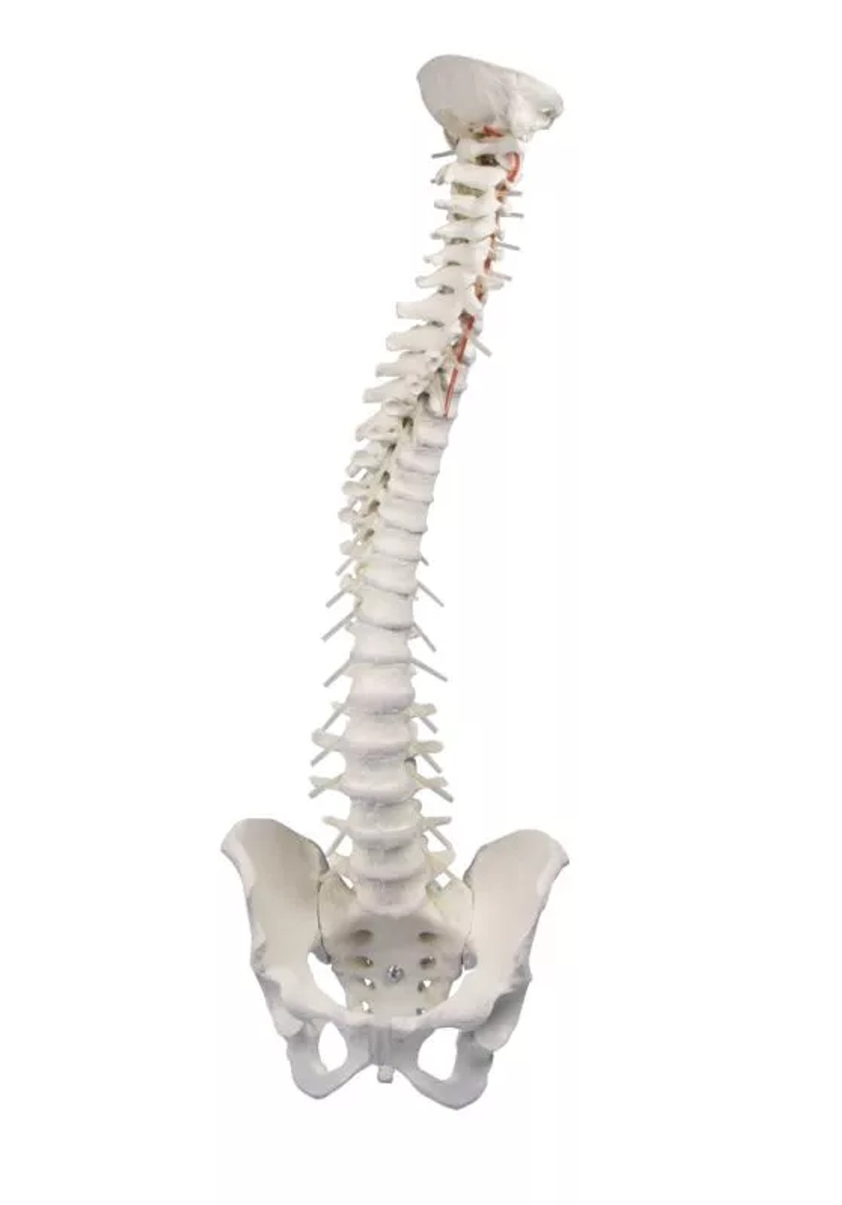 Vertebral Column with Pelvis Anatomy Model