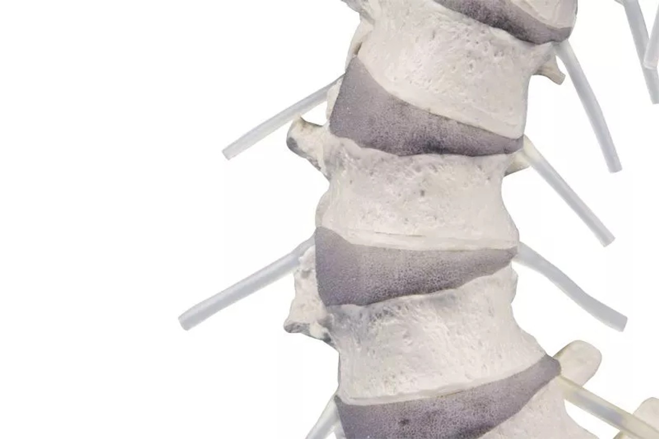 Vertebral Column with Pelvis Anatomy Model