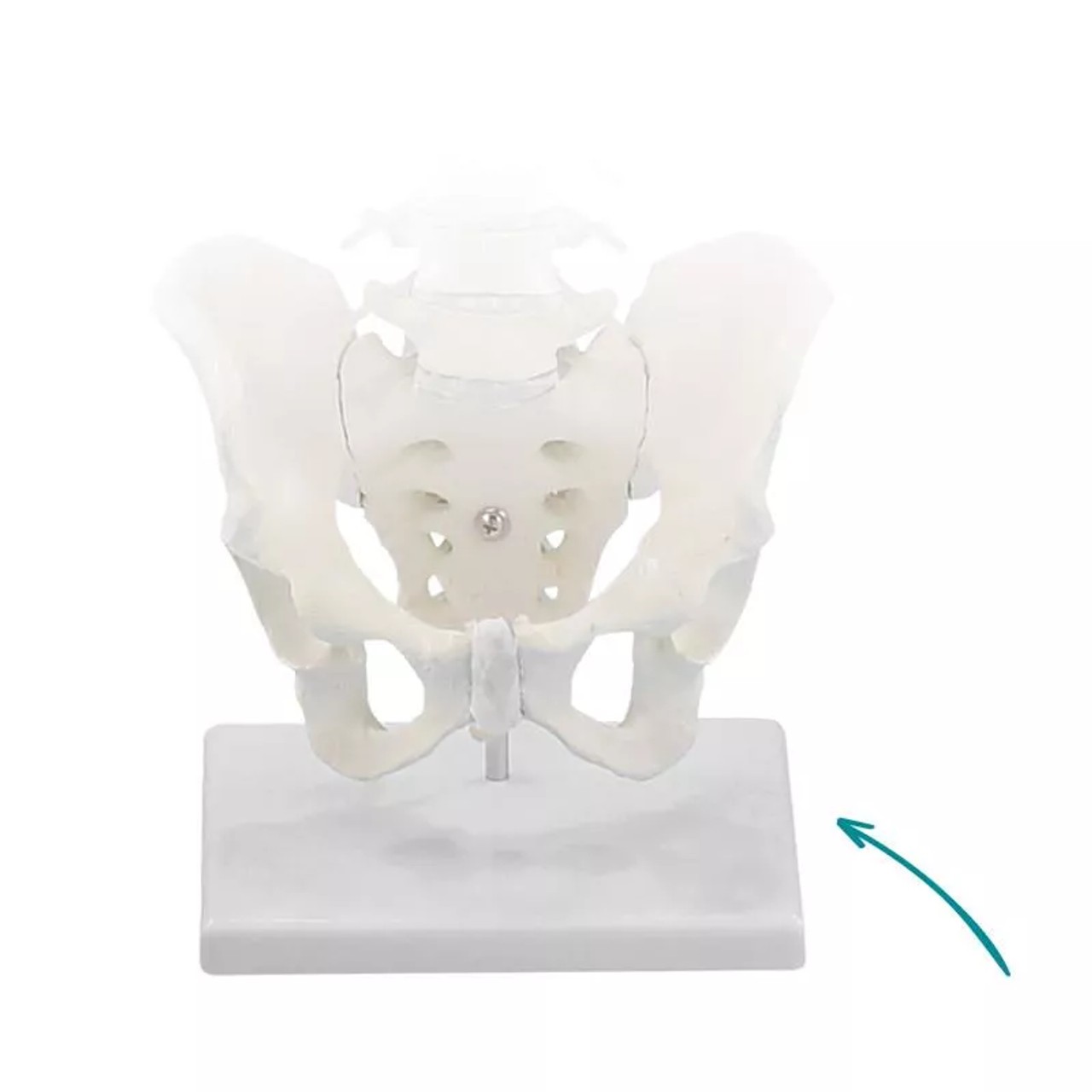 Erler-Zimmer Stand for Spine