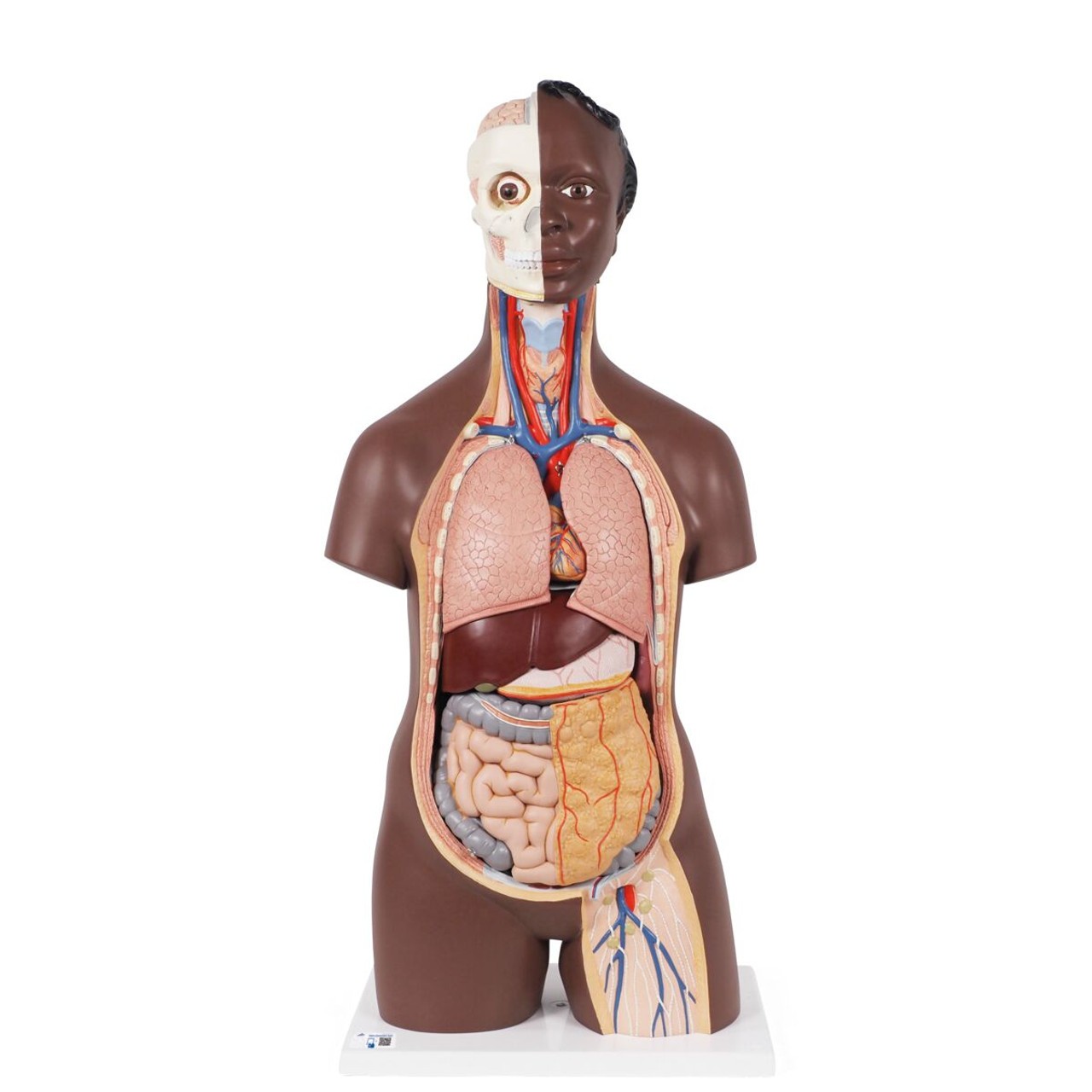 Classic Unisex Human Torso Model front view