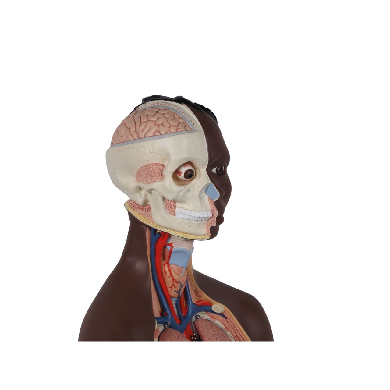 Classic Unisex Human Torso Model Head View front right