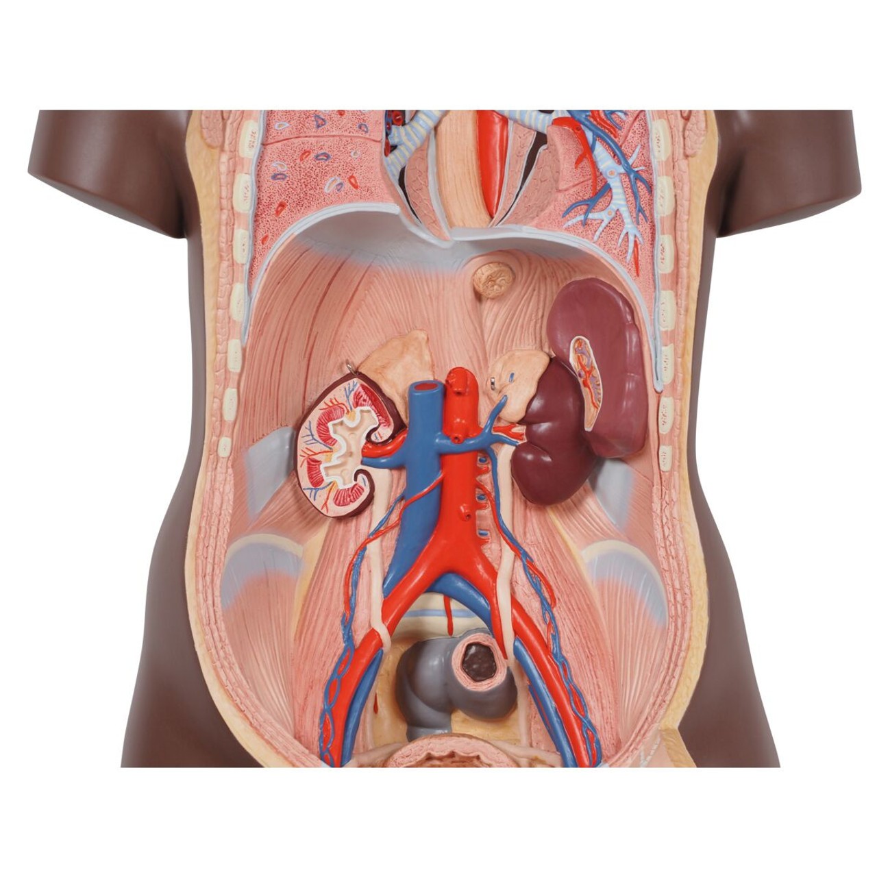 Classic Unisex Human Torso Model chest cavity internal organs removed
