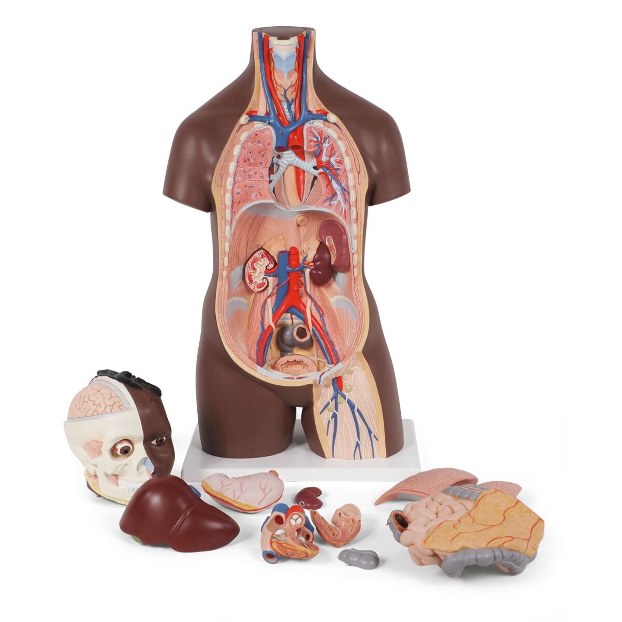 Classic Unisex Human Torso Model full model with removable parts displayed