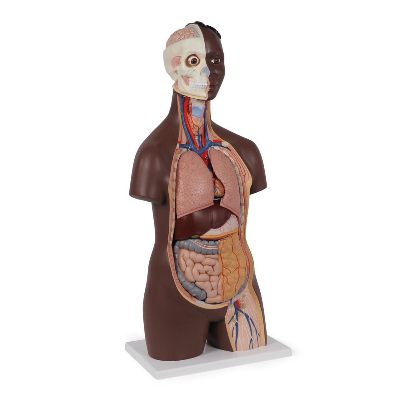 Classic Unisex Human Torso Model offset front view