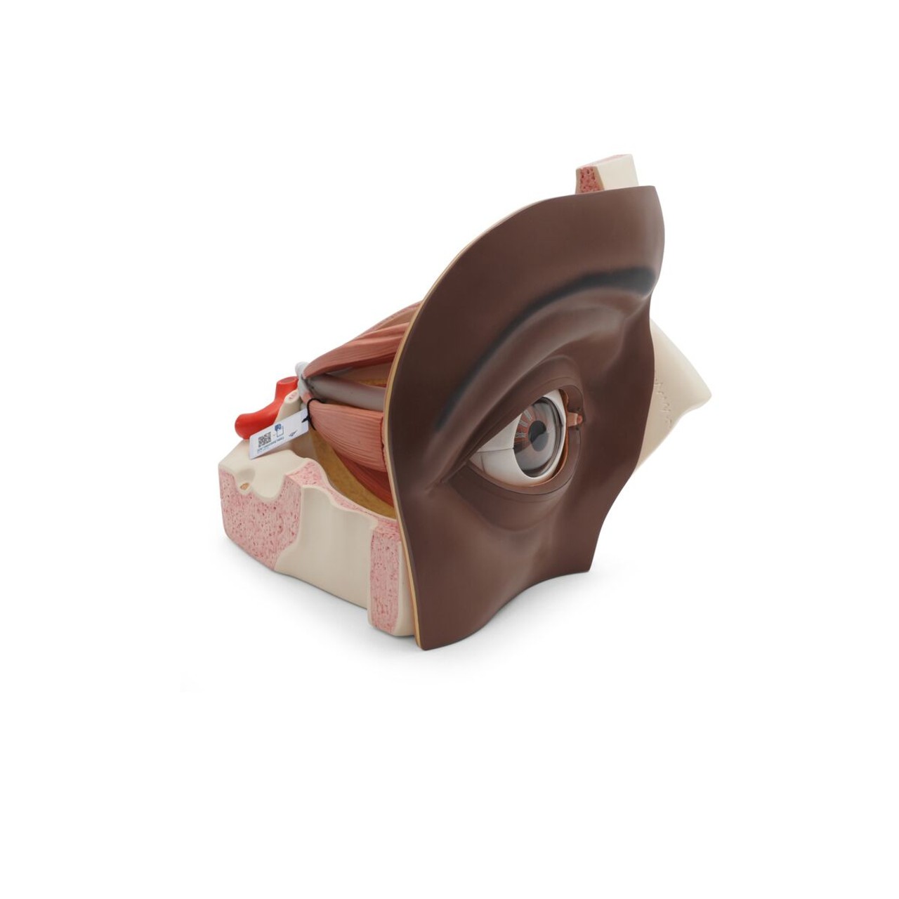 Human Eye Model offset view