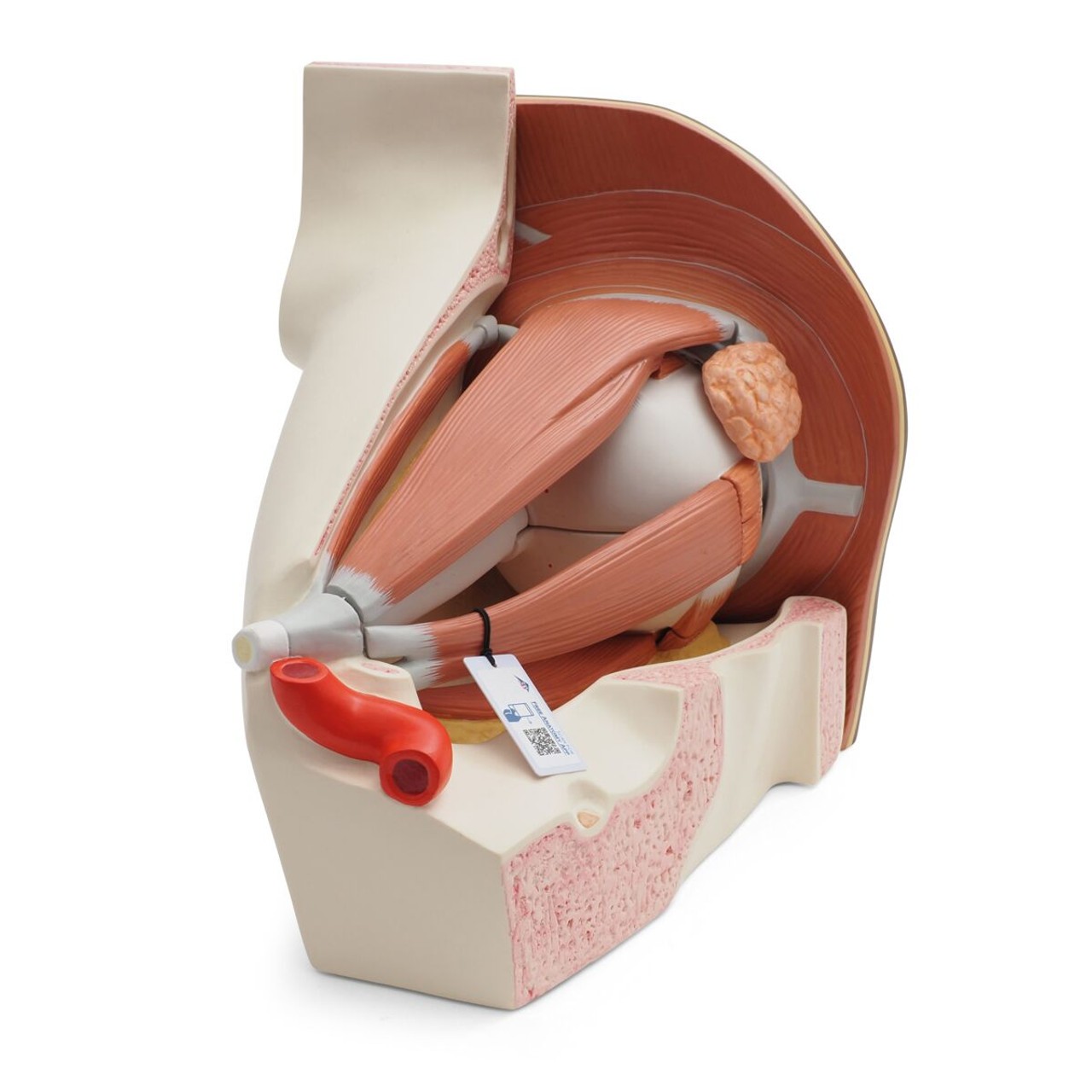 Human Eye Model