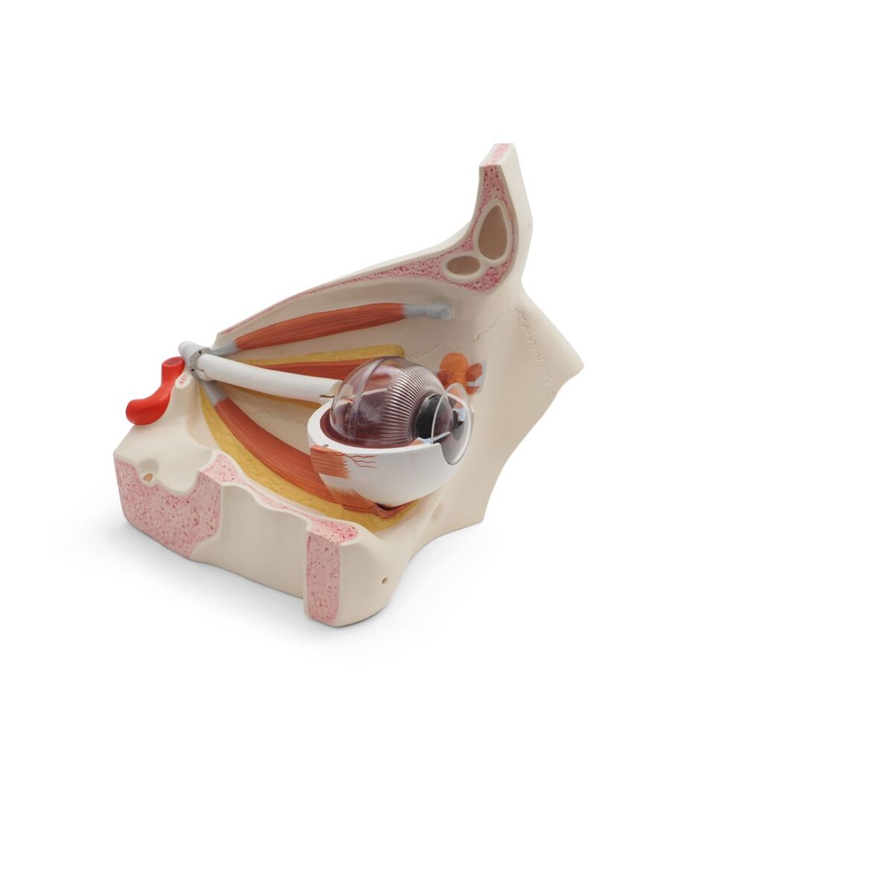 Human Eye Model Cornea only