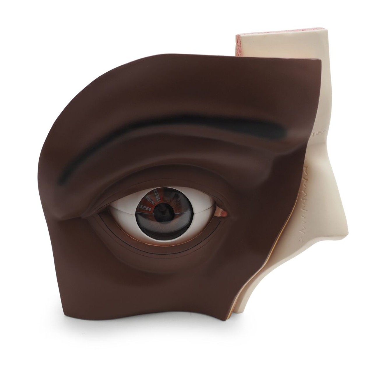 Human Eye Model front view