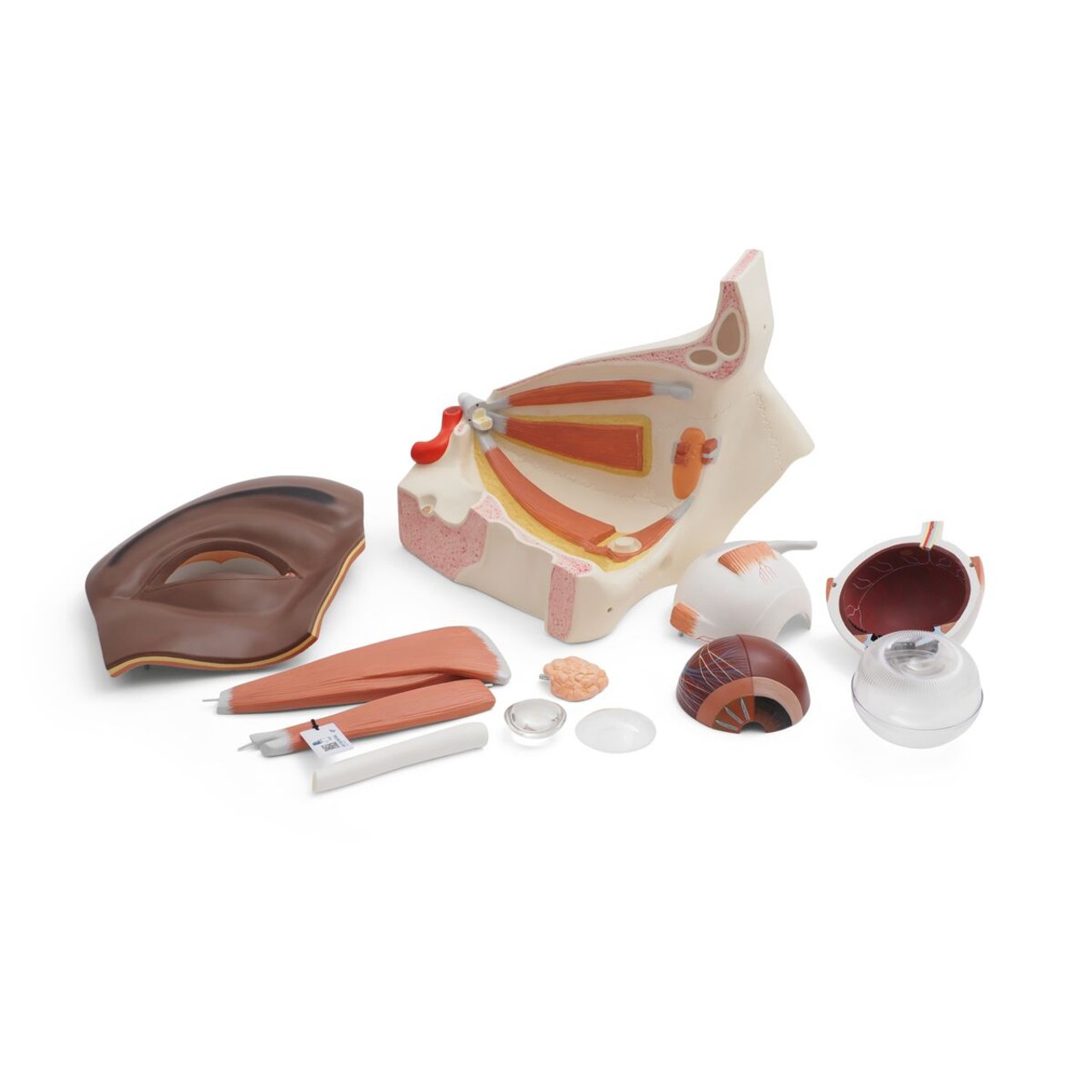 Human Eye Model Disassembled