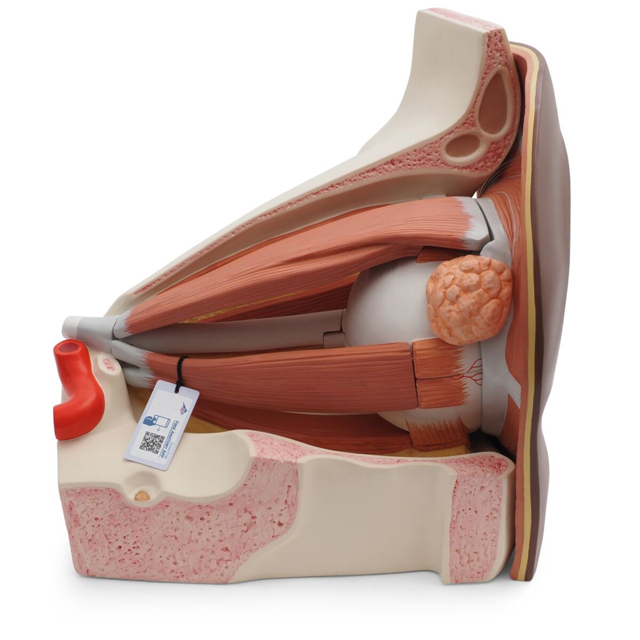 Human Eye Model Side view
