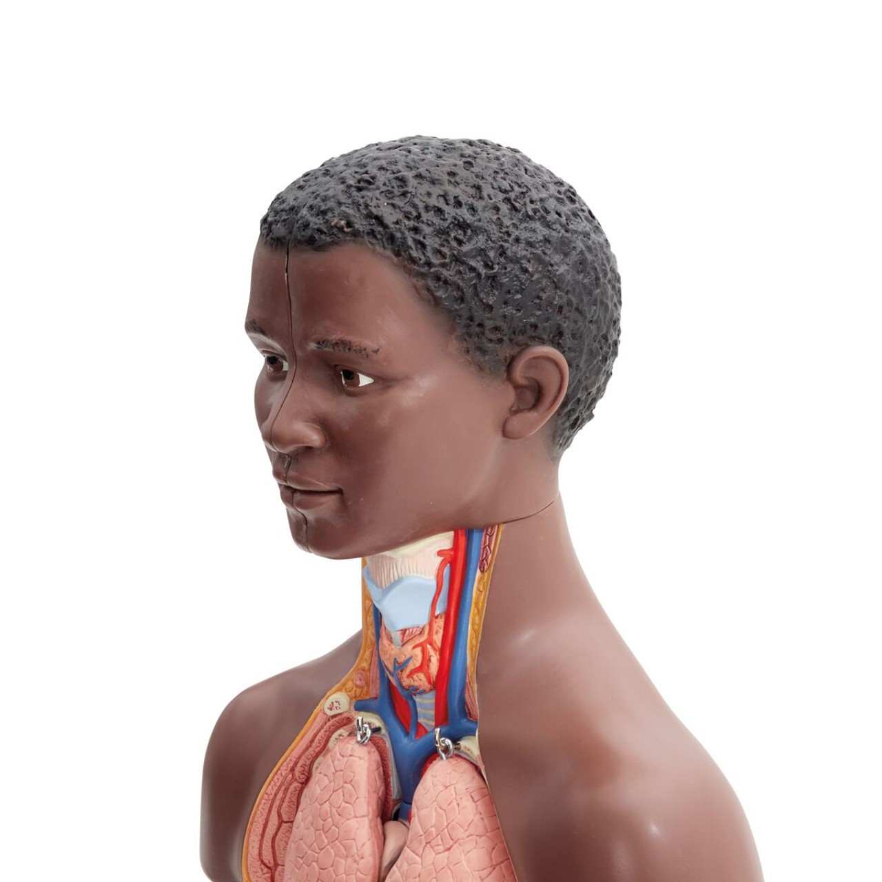 Mini Human Torso Model head view