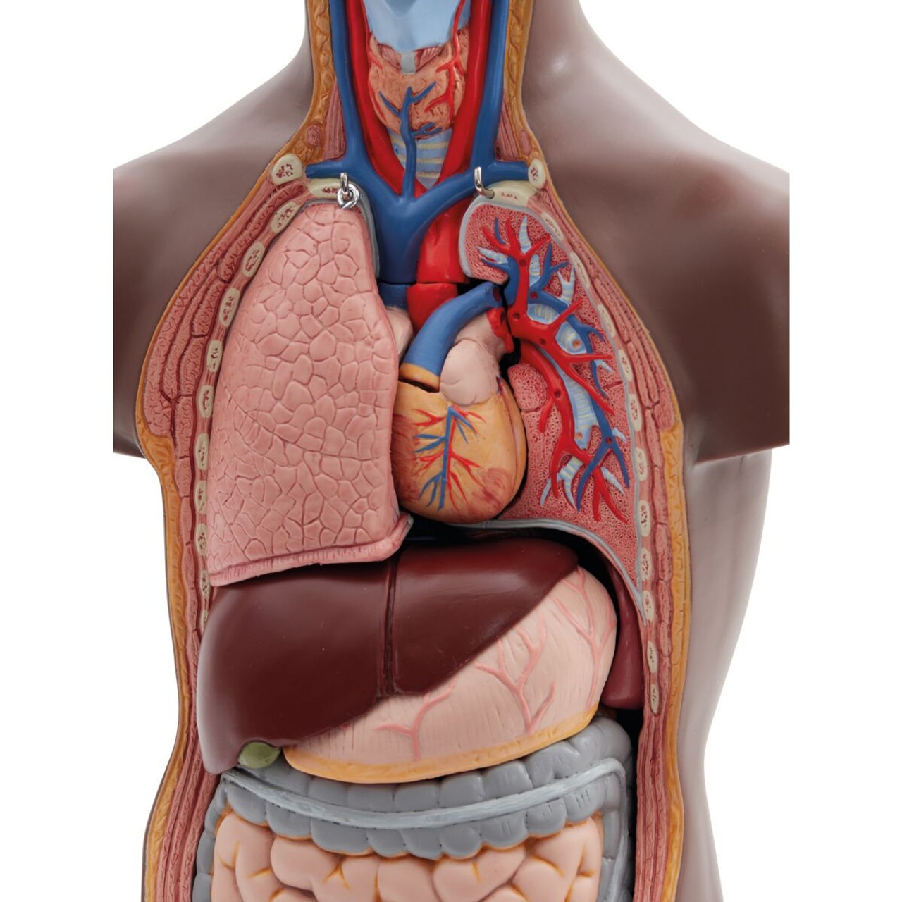 Mini Human Torso Model chest cavity with organs