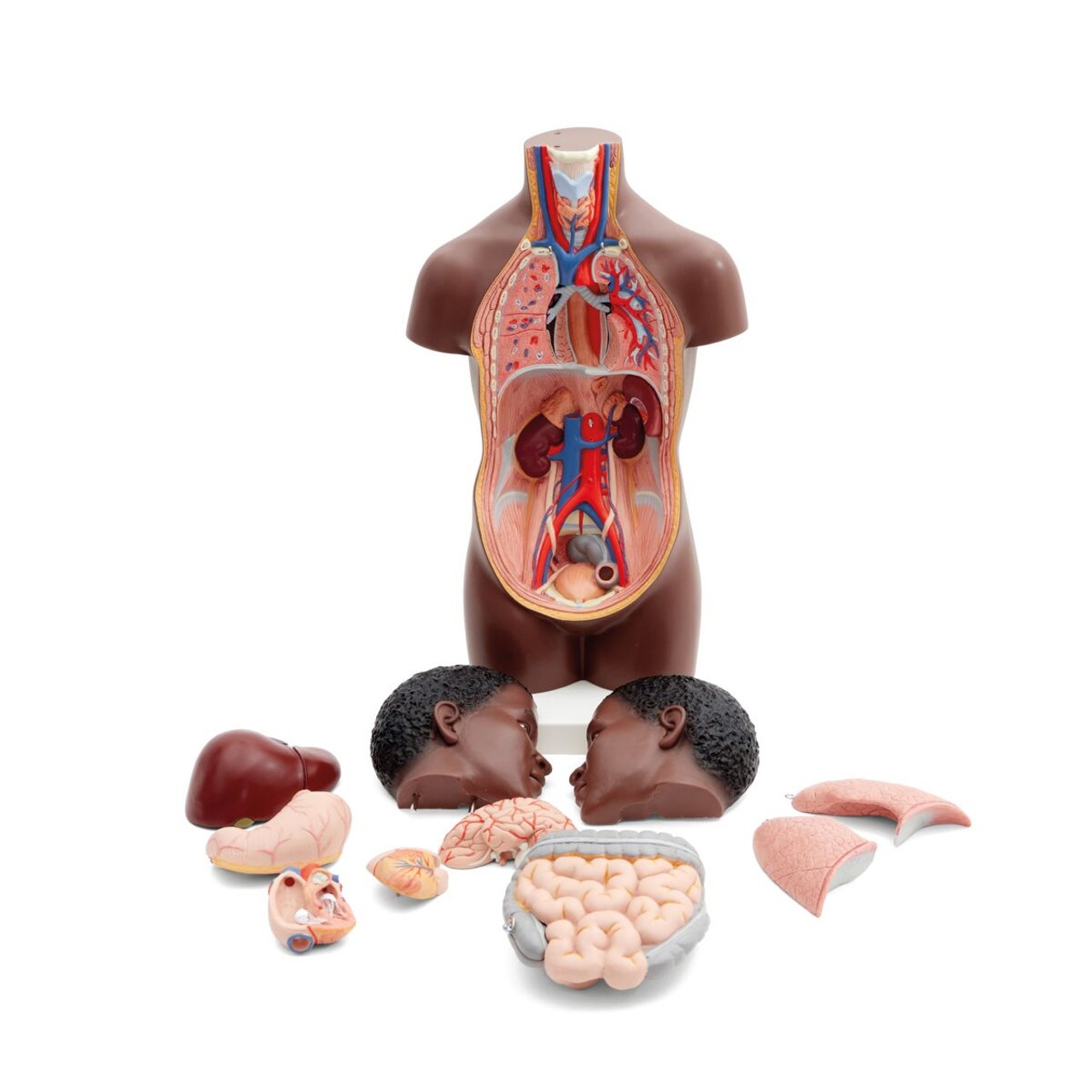 Mini Human Torso Model full part display