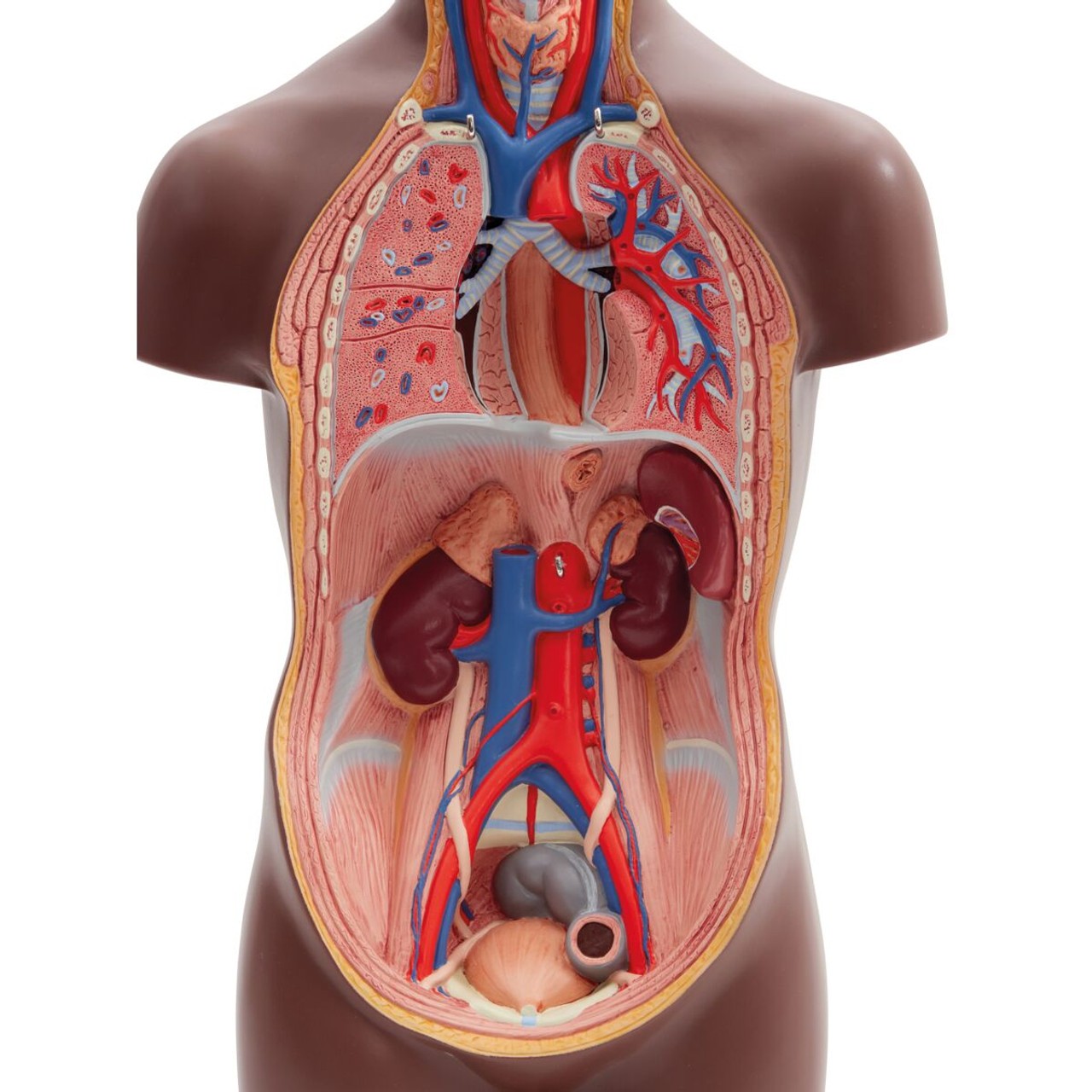Mini Human Torso Model chest cavity without organs