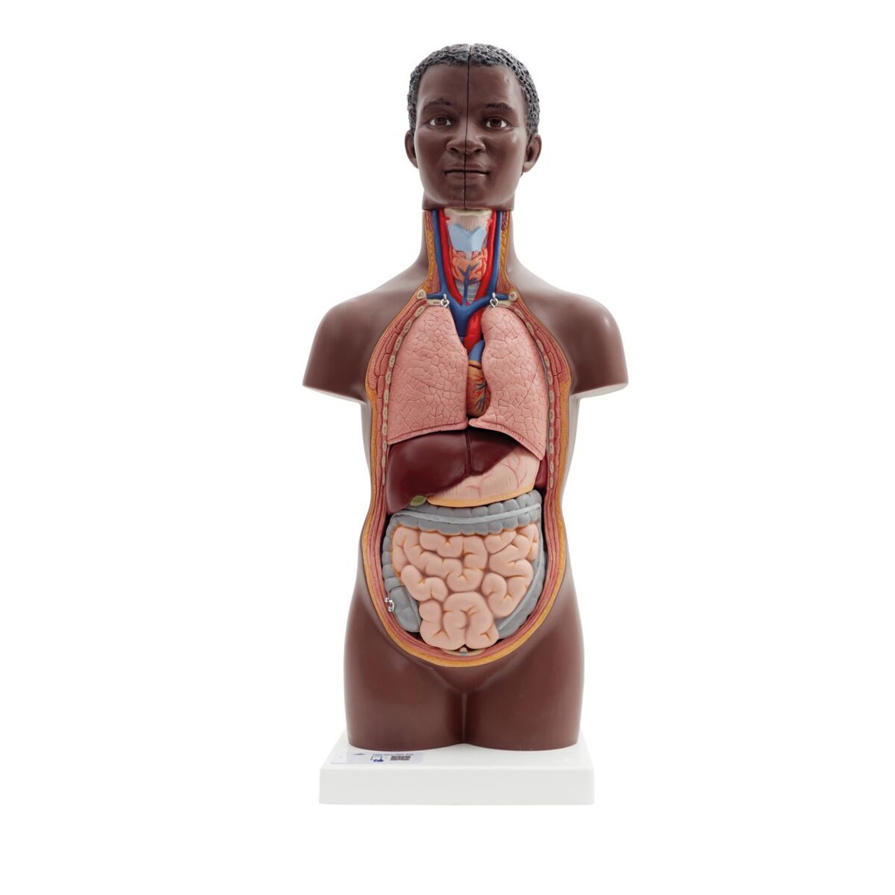 Mini Human Torso Model Full front view