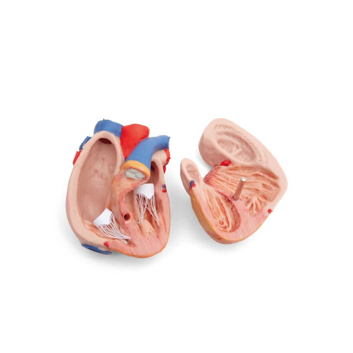 Mini Human Torso Model Heart internal view