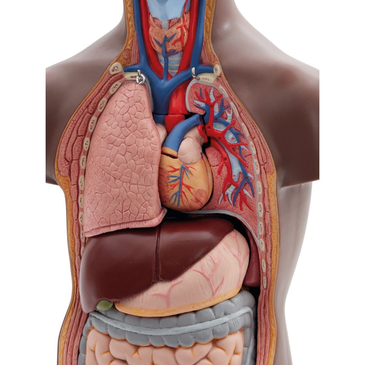 Mini Human Torso Model chest cavity with organs