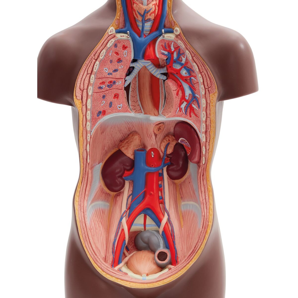 Mini Human Torso Model chest cavity without organs