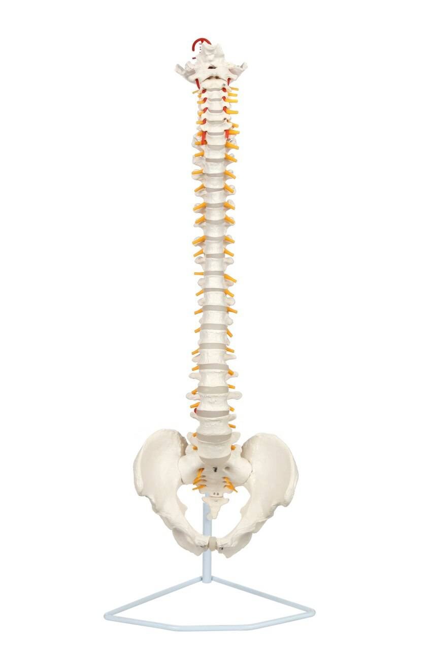 Axis Scientific Life-Size Human Spine with Complete Vertebrae