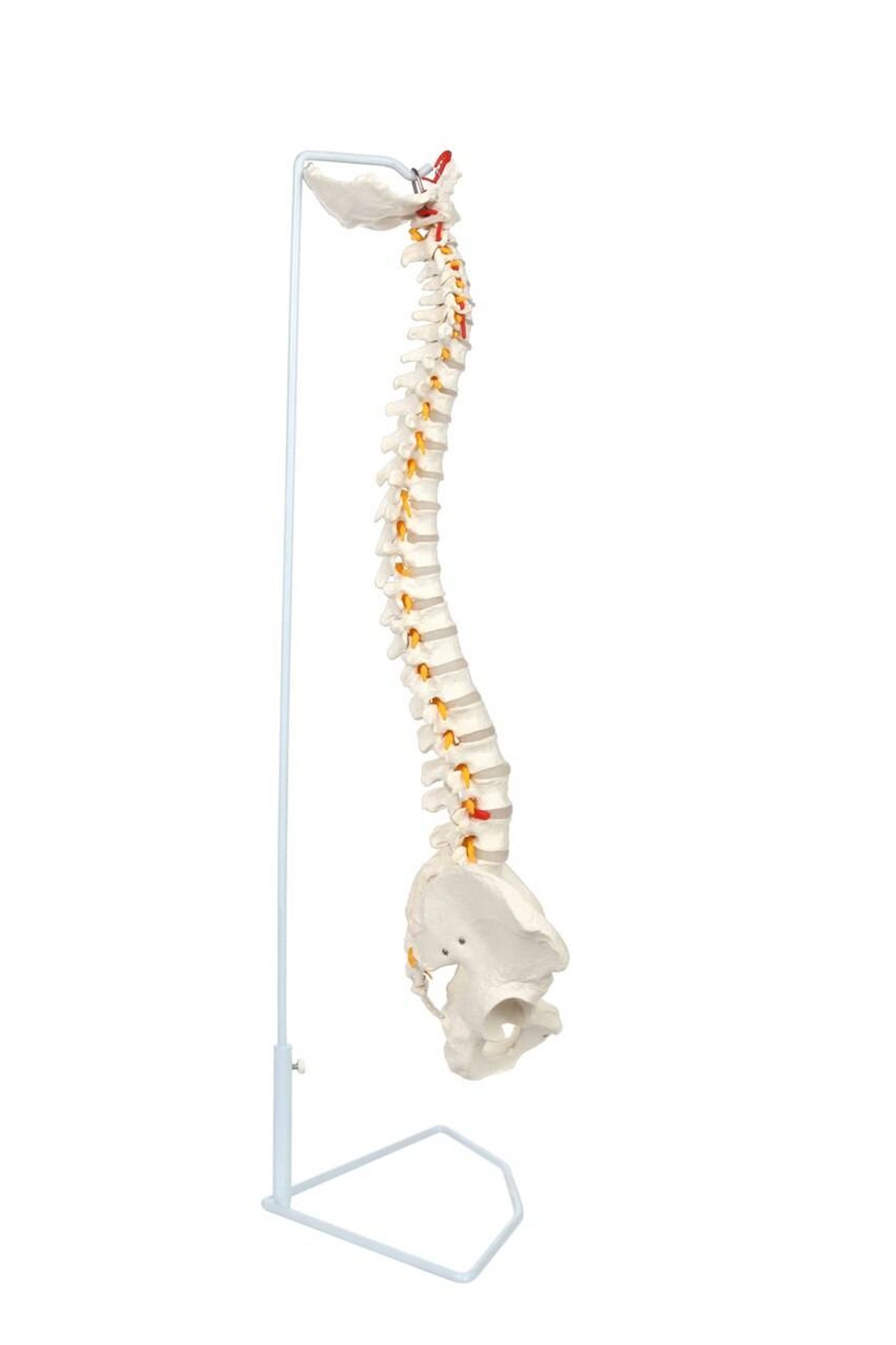 Axis Scientific Life-Size Vertebral Column right side view of anatomy spine model