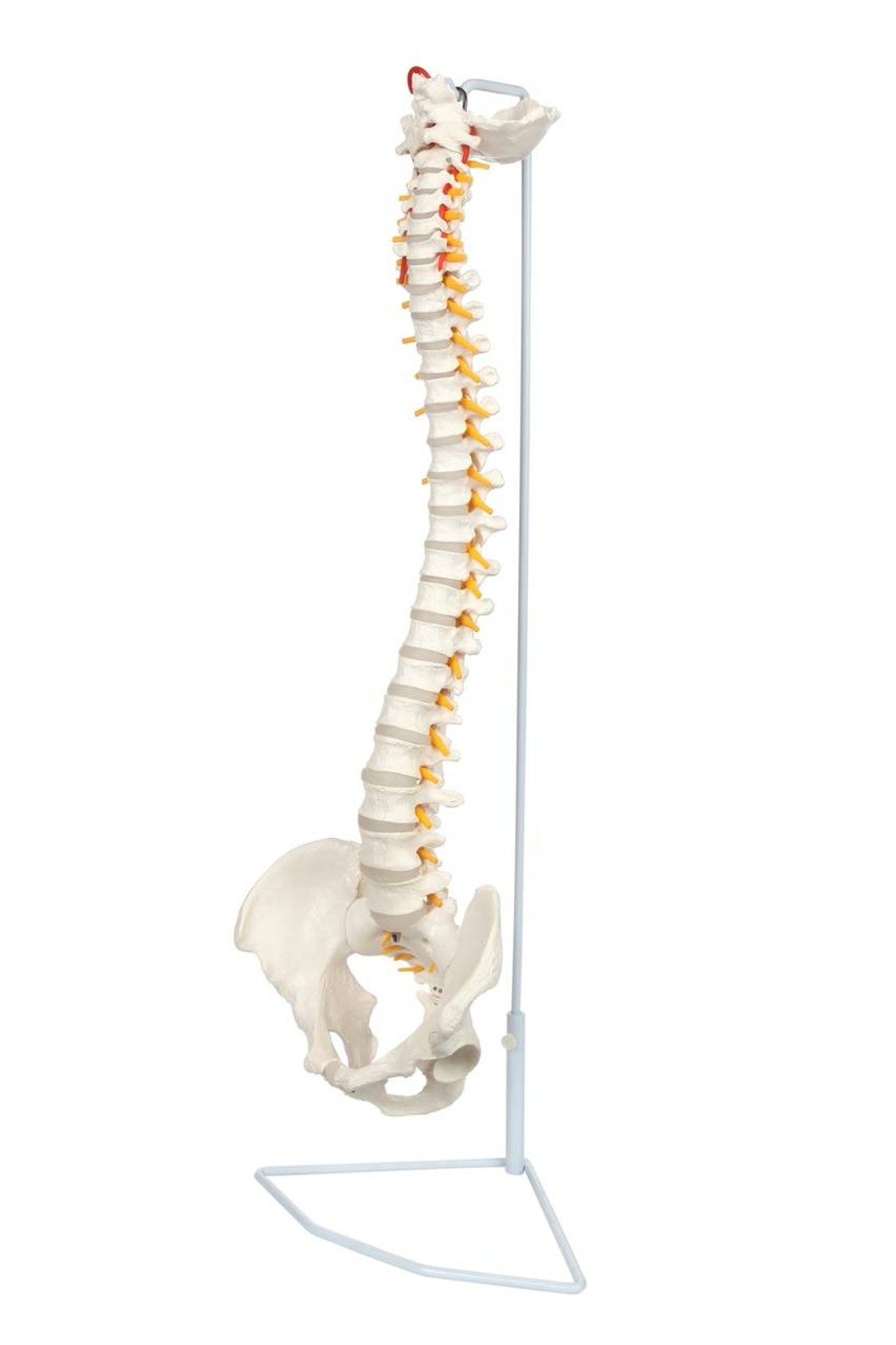 Axis Scientific Life-Size Vertebral Column side view with anatomy model on stand