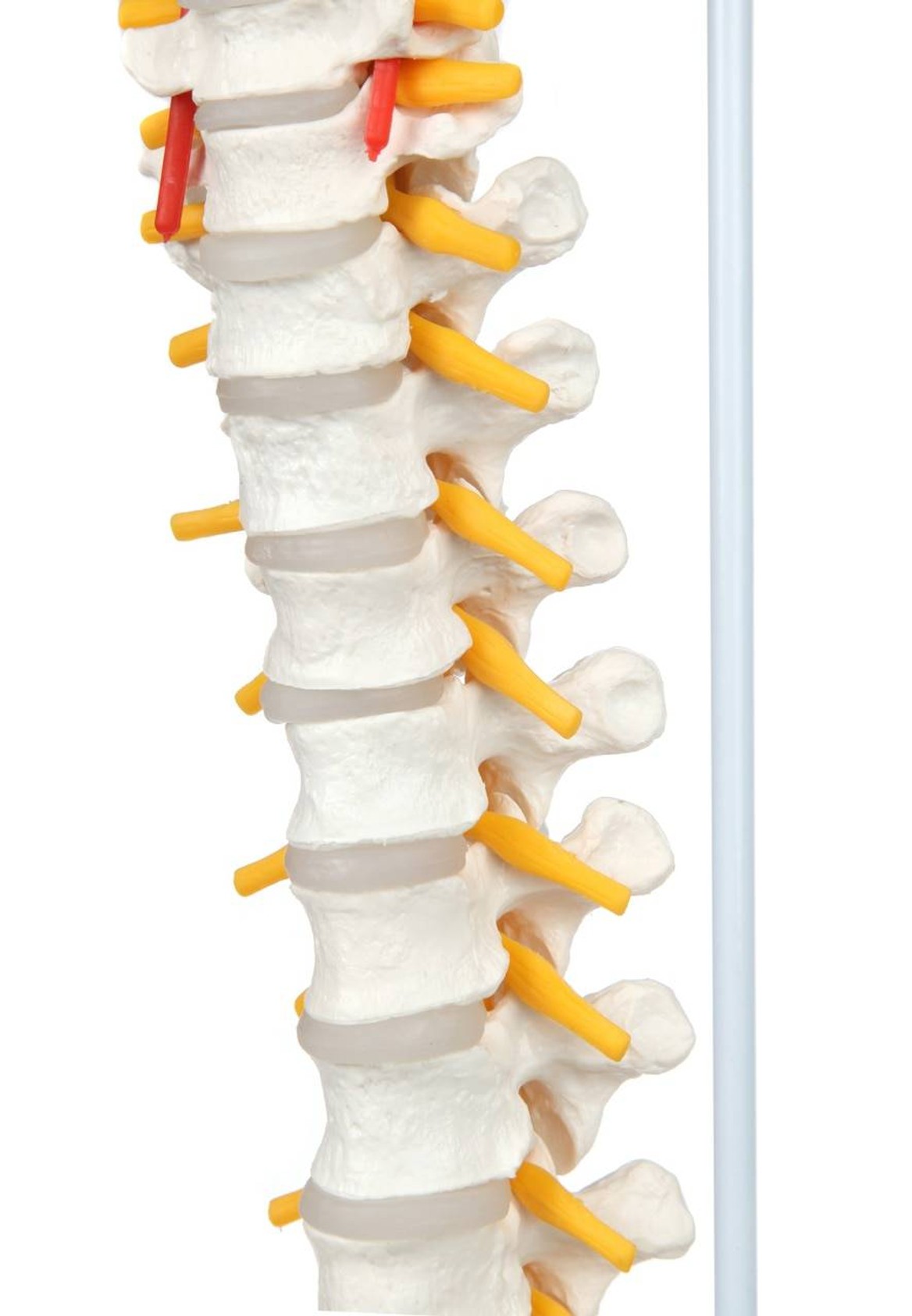 Axis Scientific Life-Size Vertebral Column front thoracic vertebrae