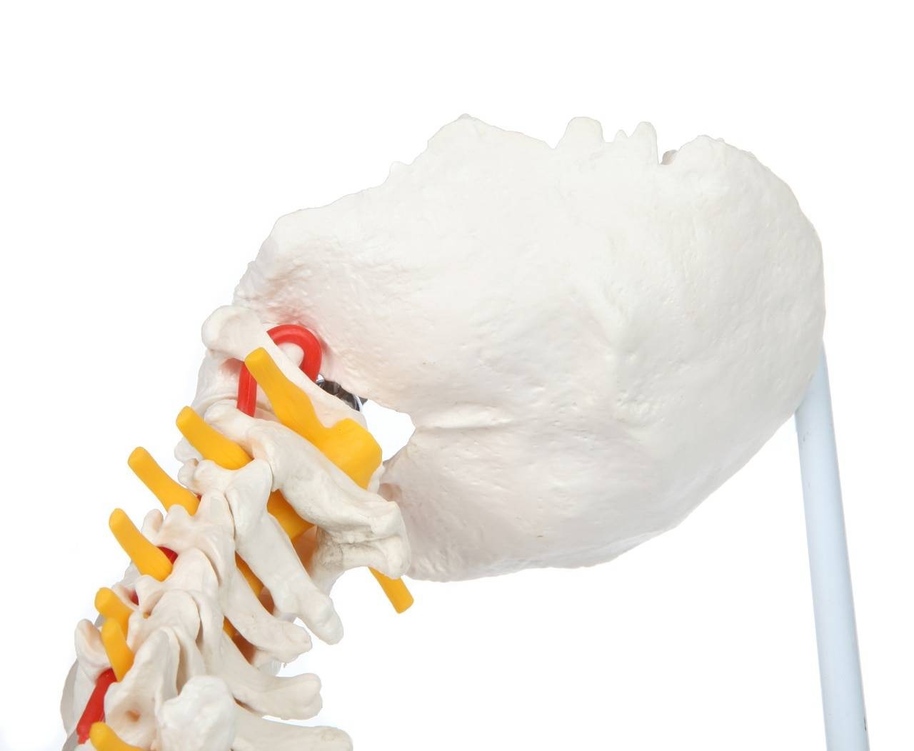 Axis Scientific Life-Size Vertebral Column occipital bone on cervical spine