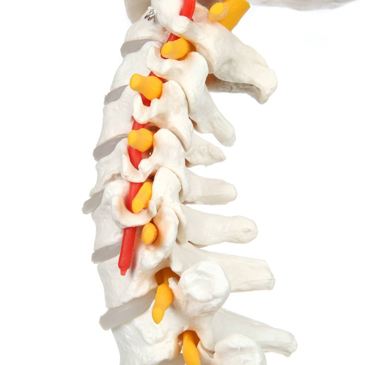 Axis Scientific Life-Size Vertebral Column side lumbar anatomy