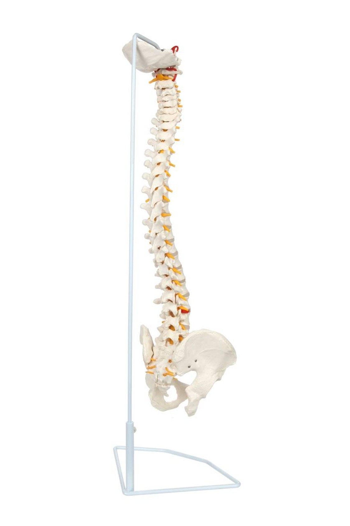 Axis Scientific Life-Size Vertebral Column right rear and side view of anatomy spine model