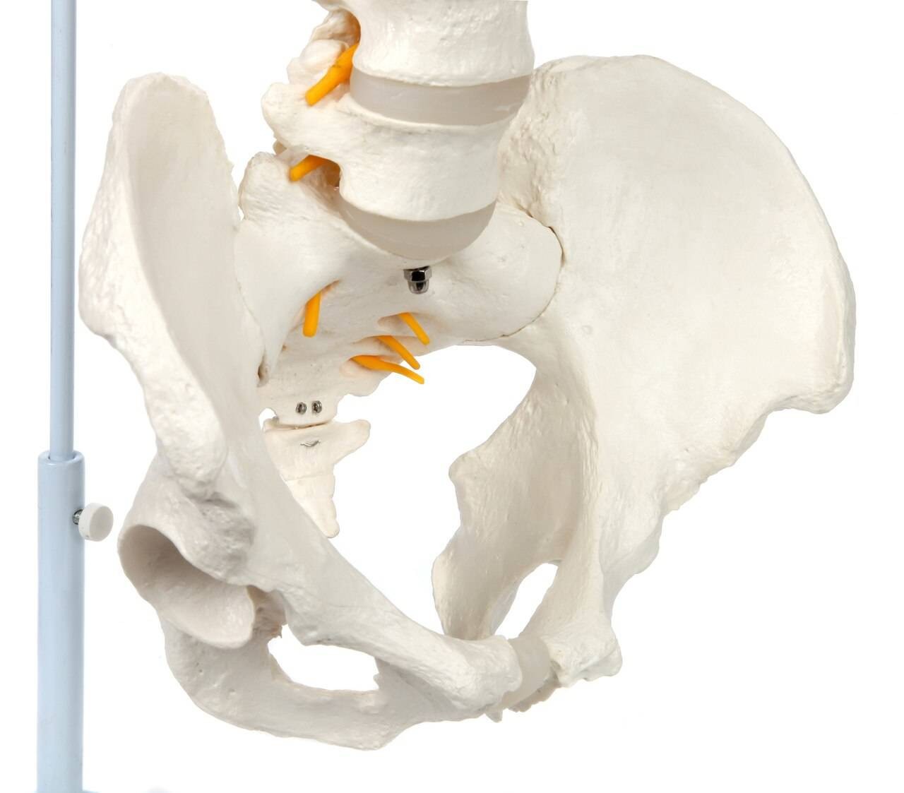 Axis Scientific Life-Size Vertebral Column male pelvis view of spine