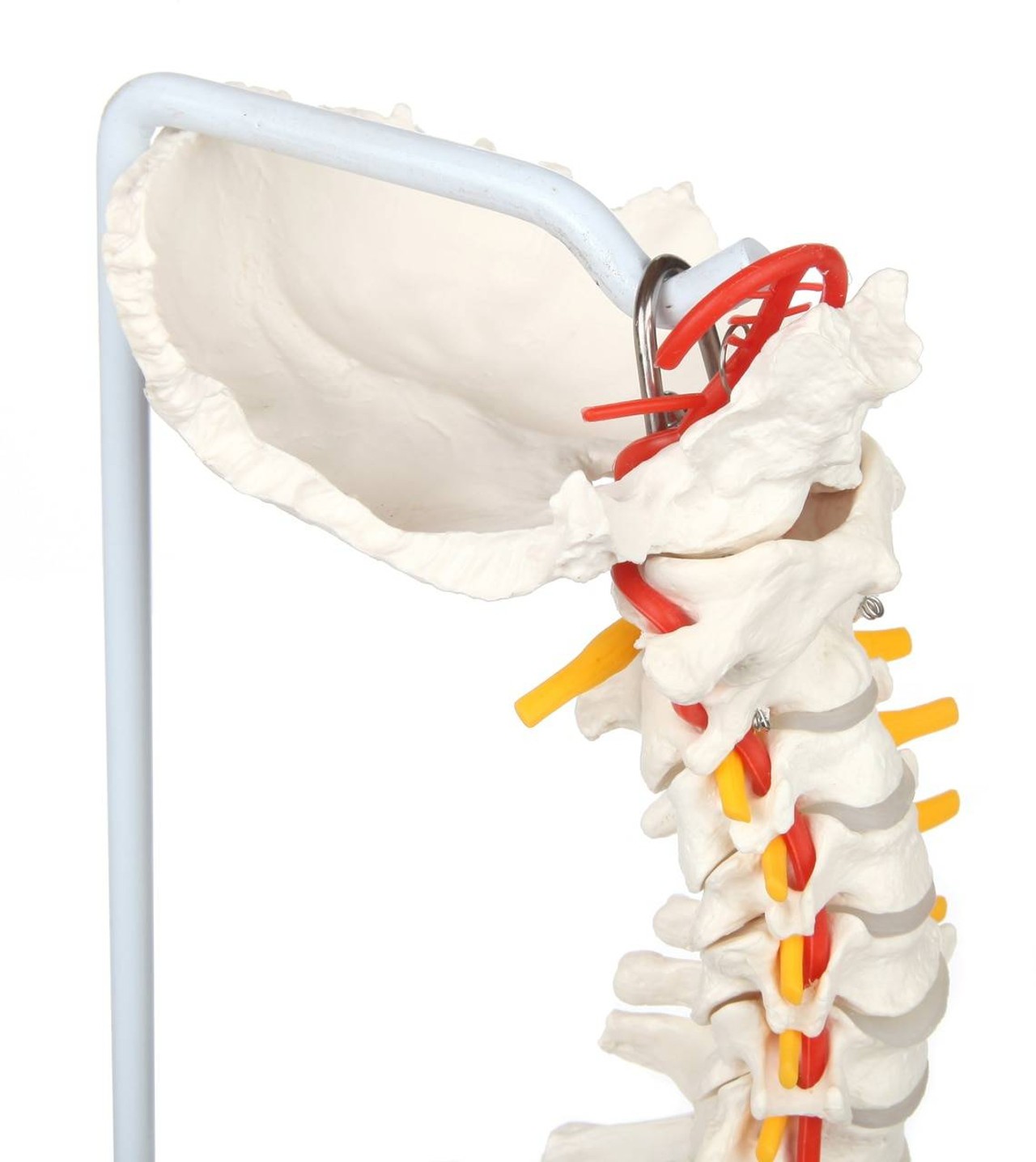 Axis Scientific Life-Size Vertebral Column occipital bone front view with circle of willis