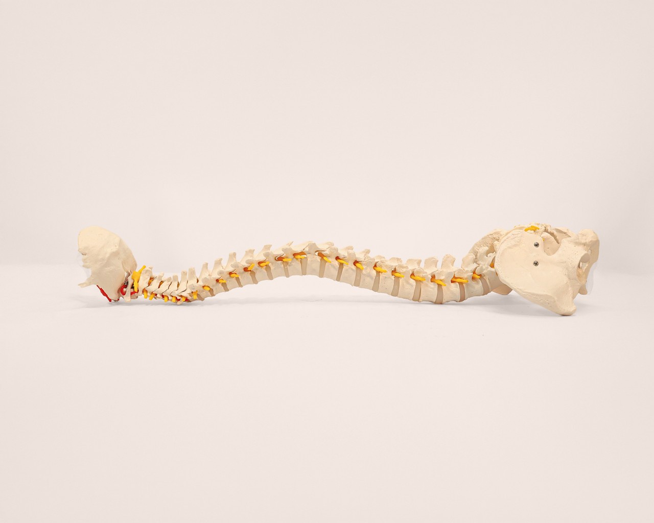 Axis Scientific Life-Size Vertebral Column