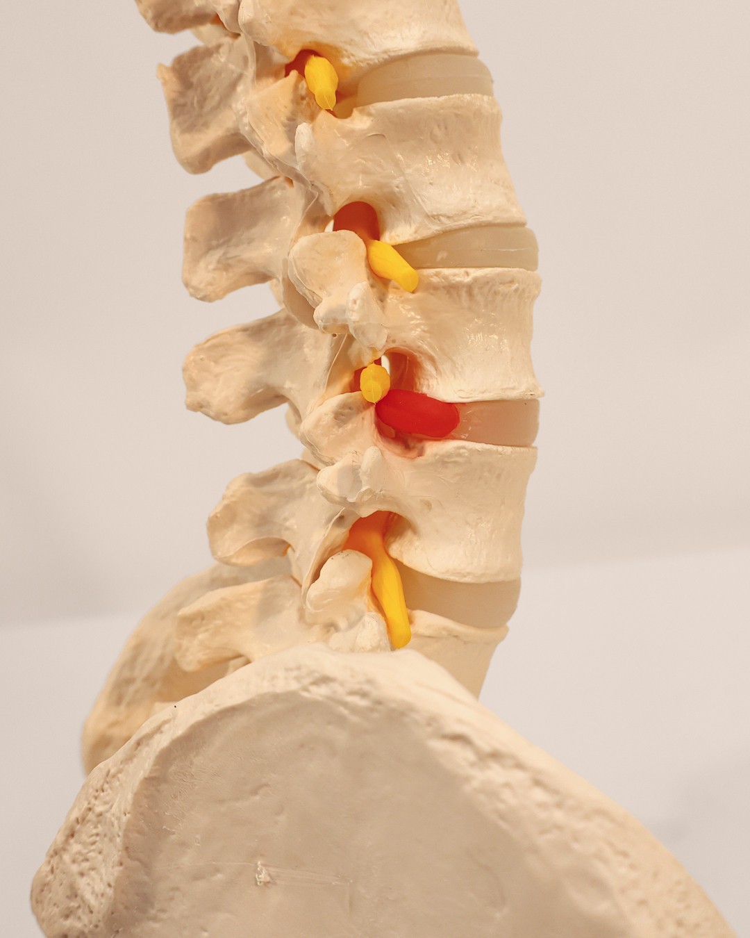 Axis Scientific Life-Size Human Spine with Complete Vertebrae