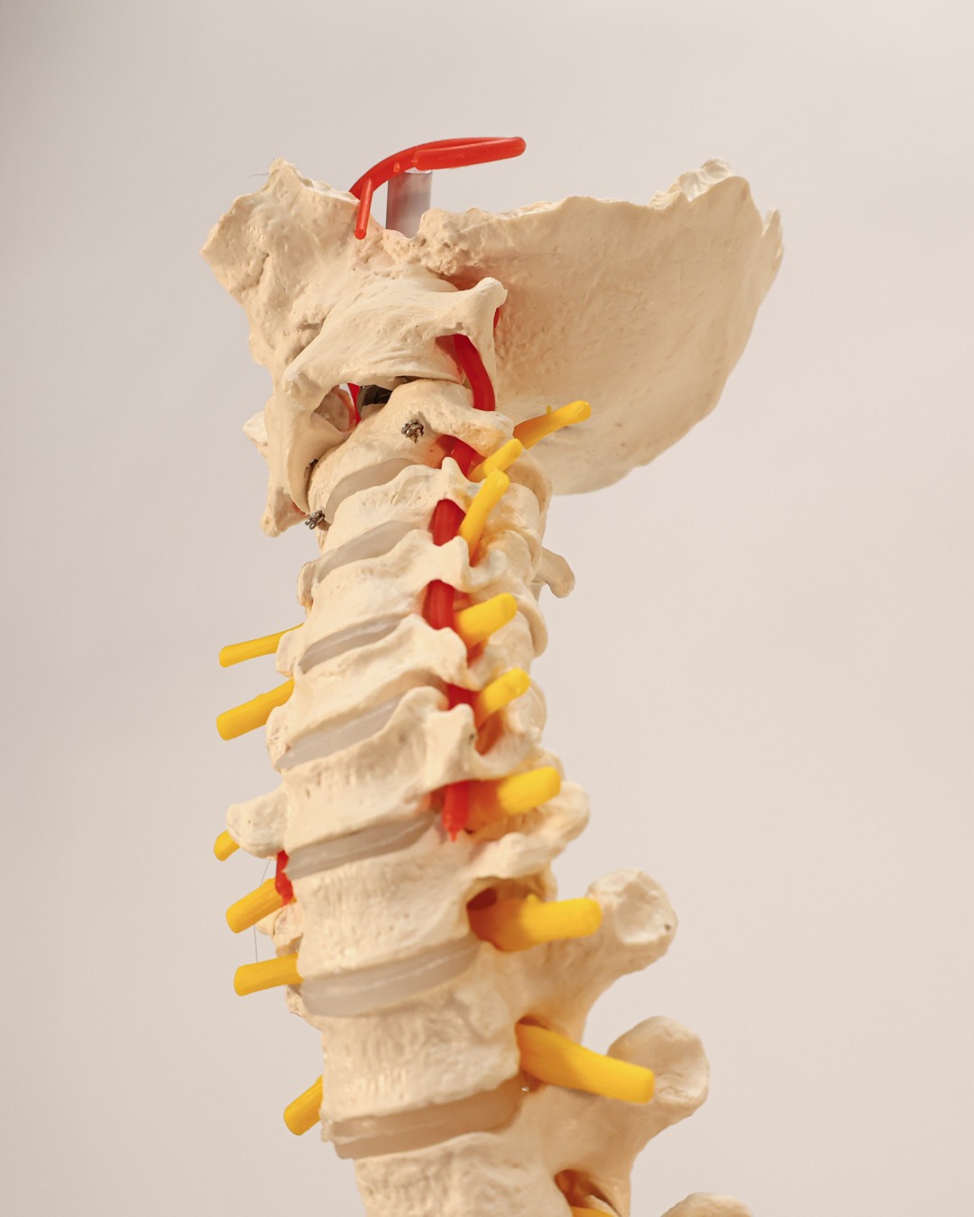 Axis Scientific Life-Size Human Spine with Complete Vertebrae