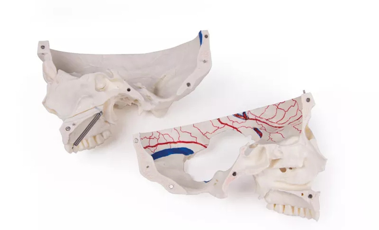Advanced 14-Part Deluxe Demonstration Skull