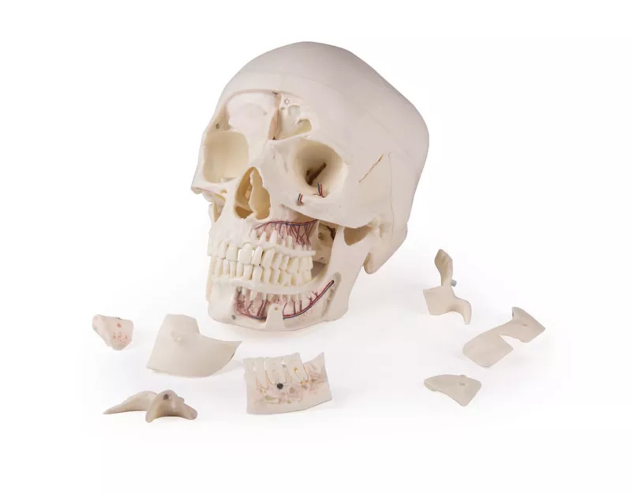 Advanced 14-Part Deluxe Demonstration Skull