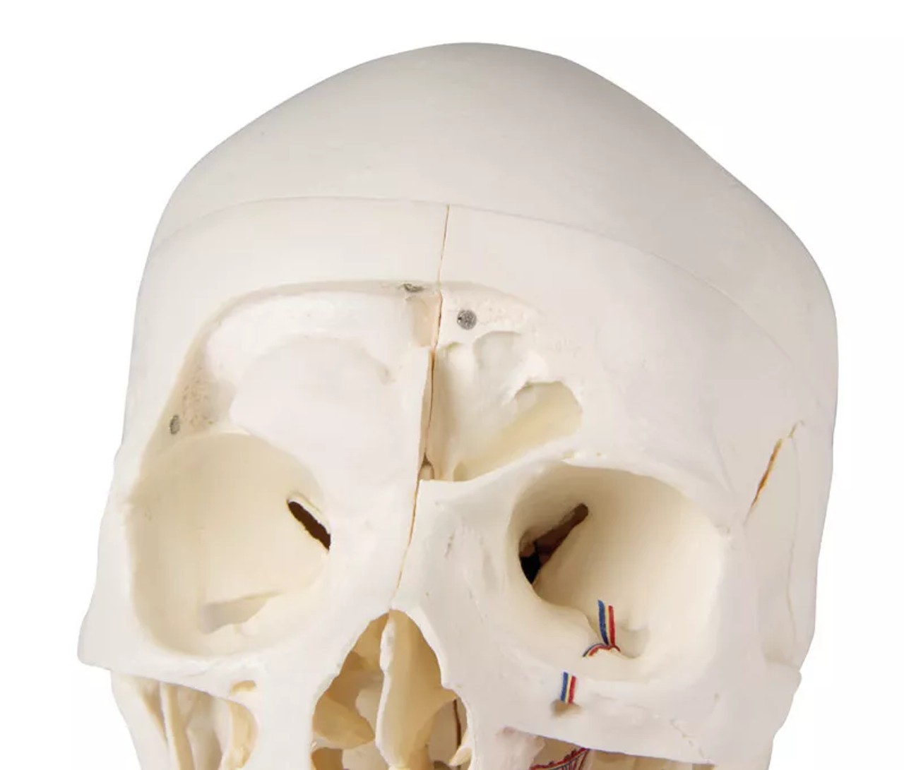 Advanced 14-Part Deluxe Demonstration Skull