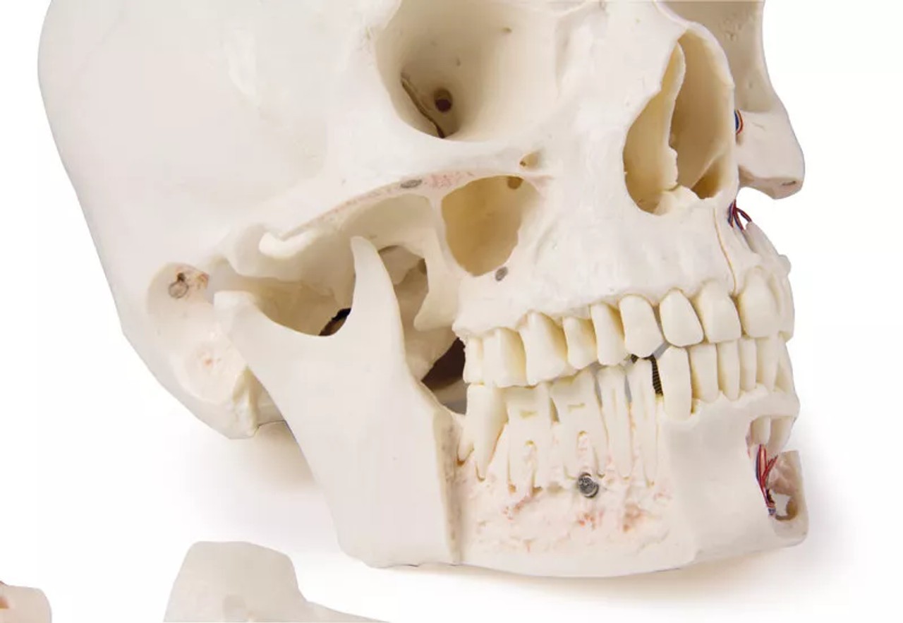 Advanced 14-Part Deluxe Demonstration Skull