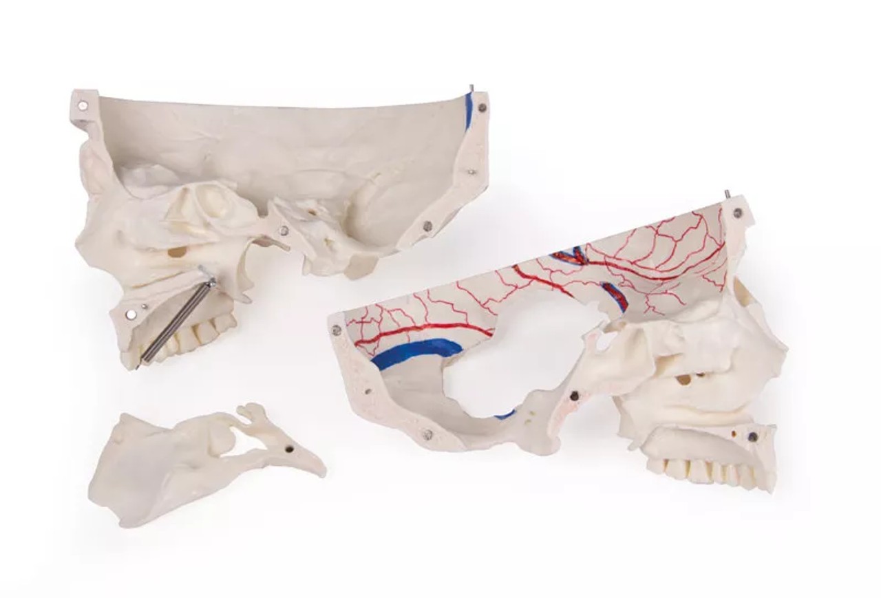 Advanced 14-Part Deluxe Demonstration Skull