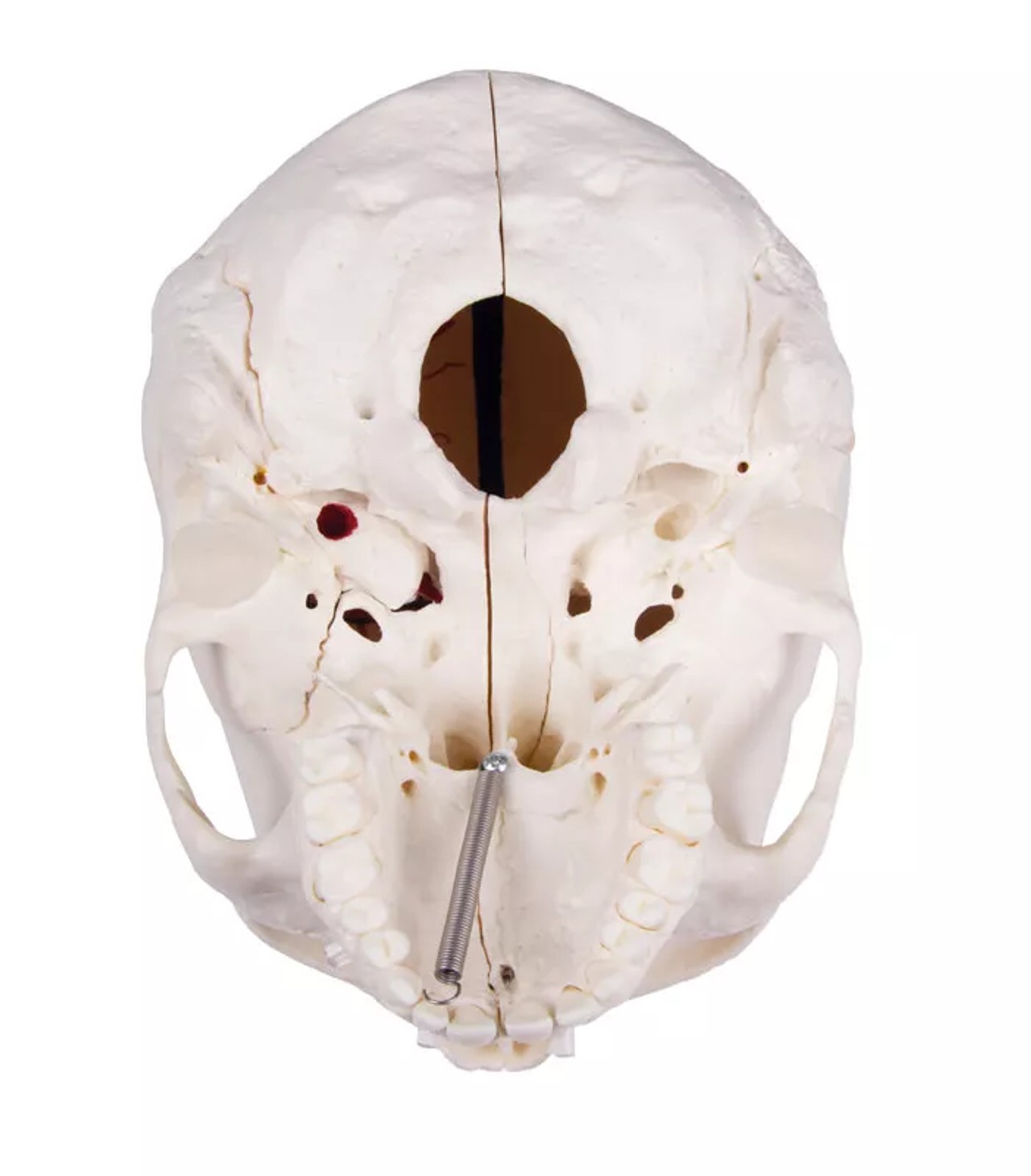 Advanced 14-Part Deluxe Demonstration Skull