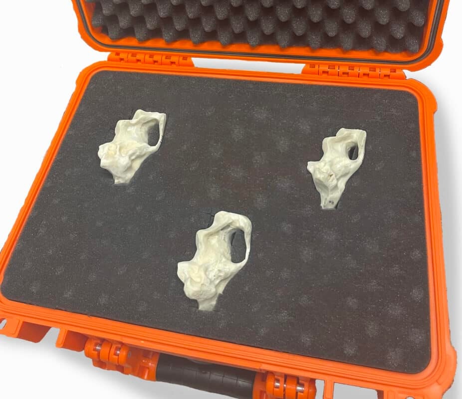 Temporal Bone Phantoms for X-Ray CT, Ultrasound, MRI