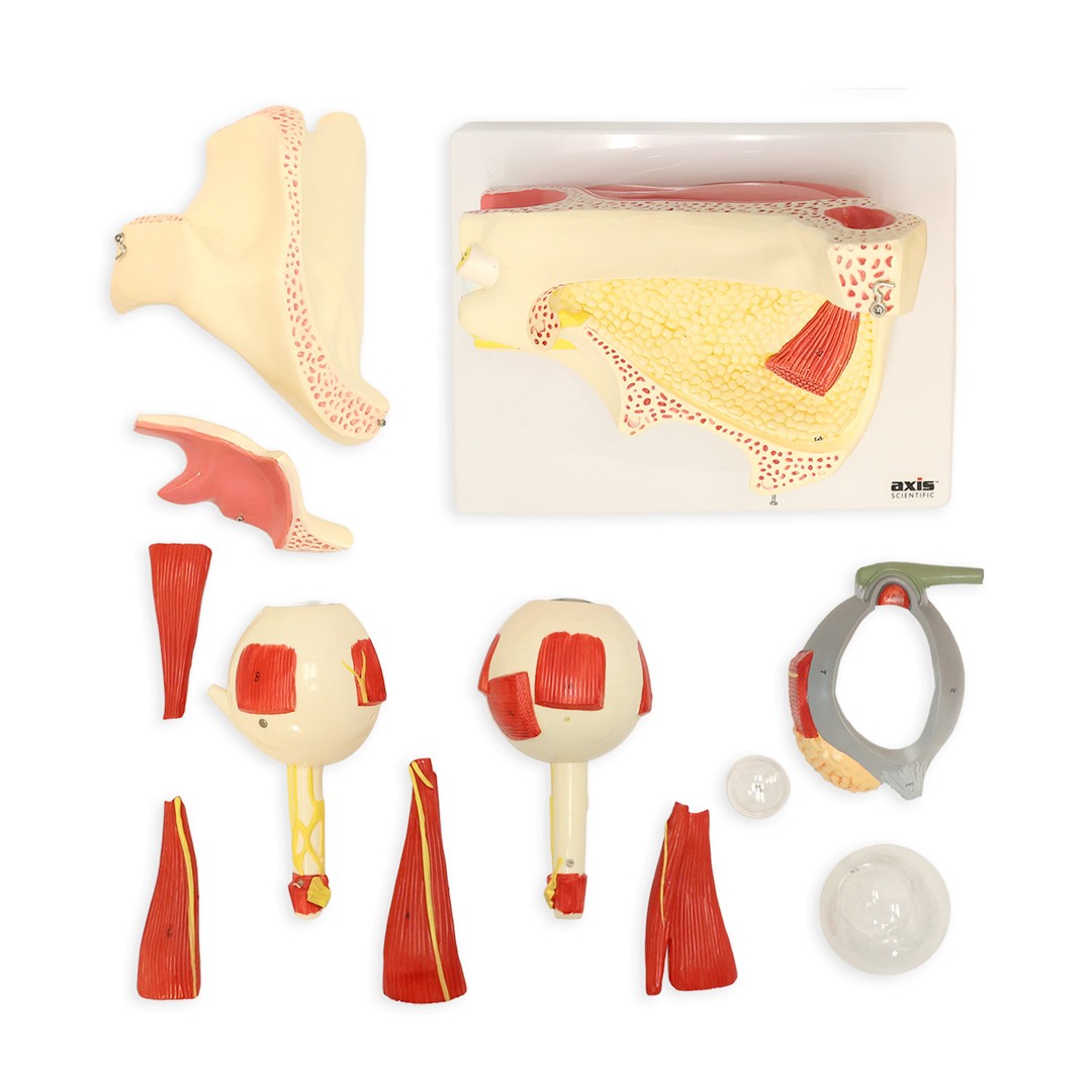 Axis Scientific Eye in Orbit with Eyelid Numbered Anatomy Model