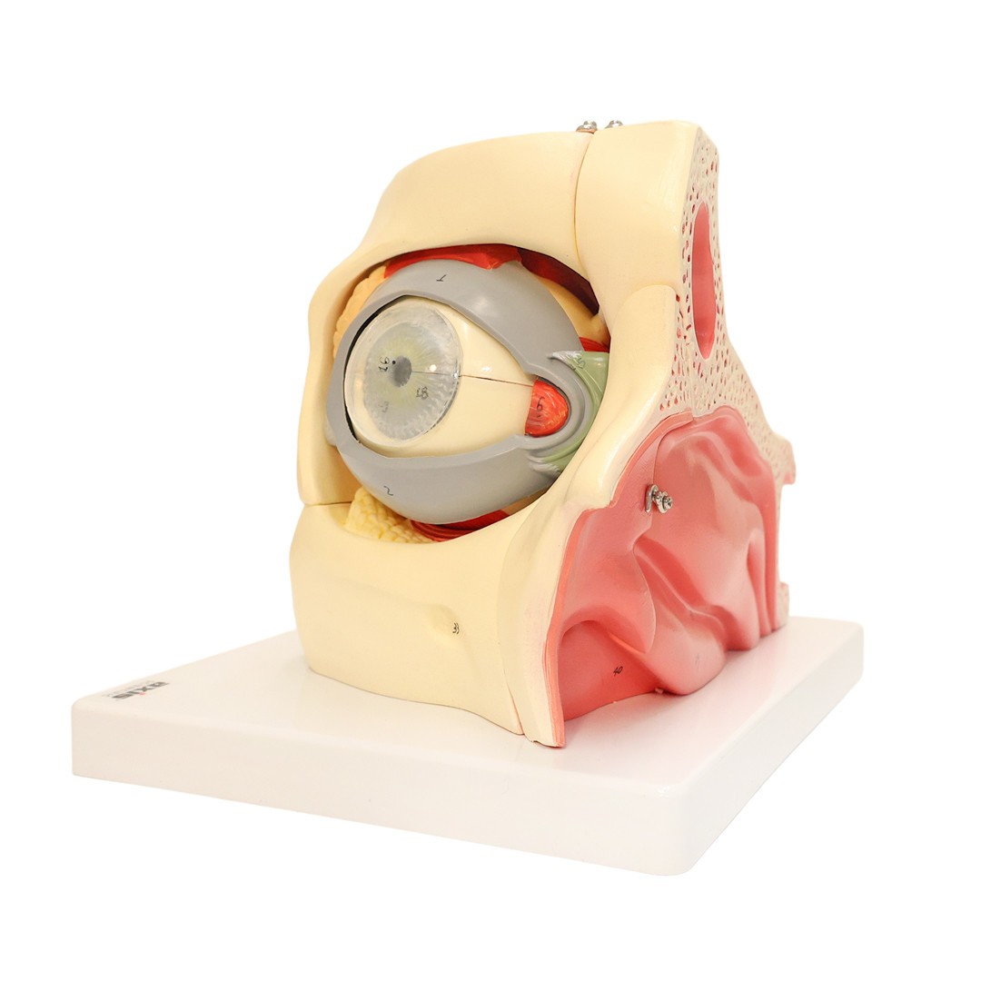 Axis Scientific Eye in Orbit with Eyelid Numbered Anatomy Model