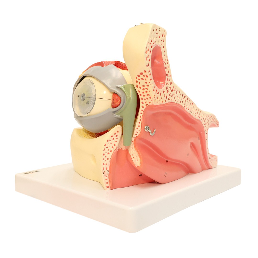 Axis Scientific Eye in Orbit with Eyelid Numbered Anatomy Model