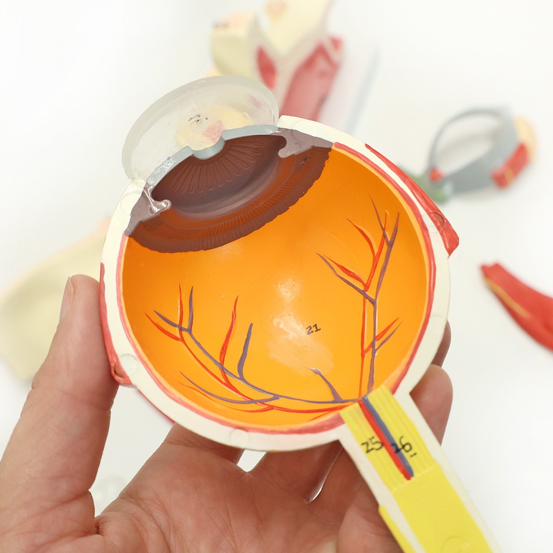 Axis Scientific Eye in Orbit with Eyelid Numbered Anatomy Model